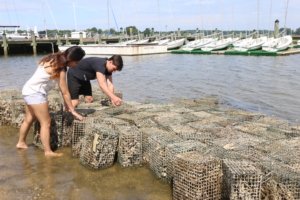 two students conducting research of oyster baskets on a river shore