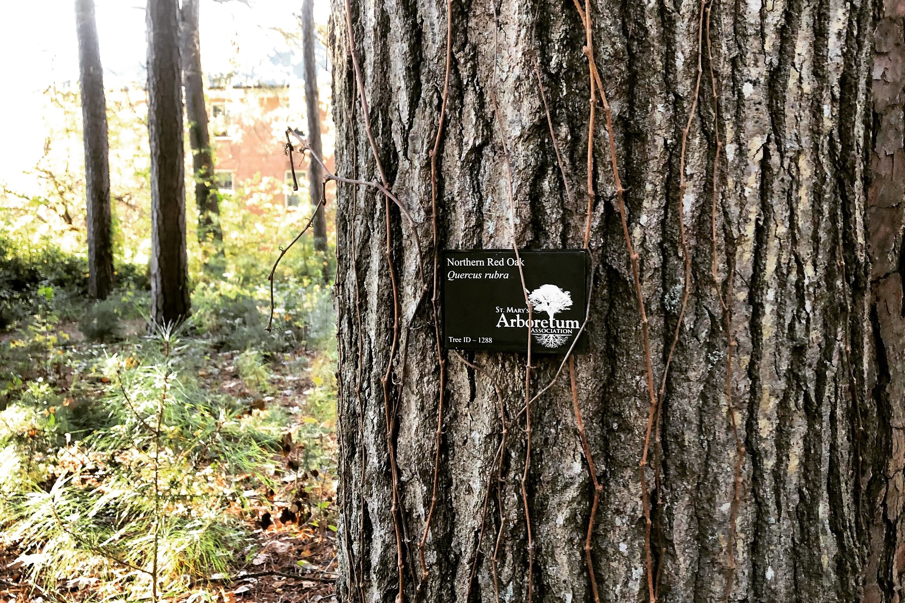 Northern red oak bark with label