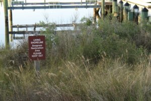 living shoreline at the river center